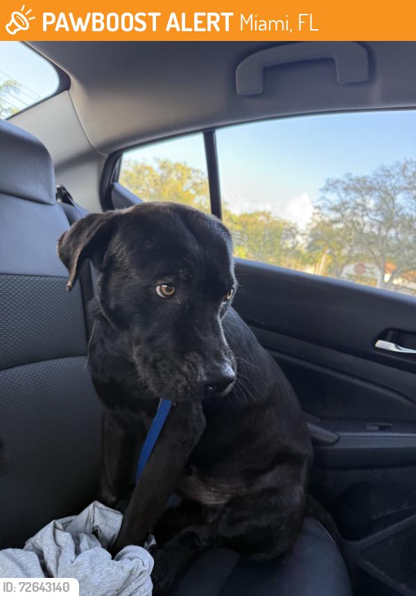 Found/Stray Male Dog last seen NW 7th Avenue and 20th St, Miami, FL 33136