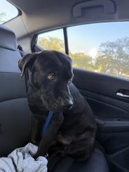 Found/Stray Male Dog last seen NW 7th Avenue and 20th St, Miami, FL 33136