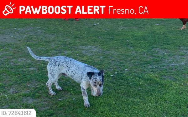 Lost Male Dog last seen E cesar chaves & chestnut ave, Fresno, CA 93702