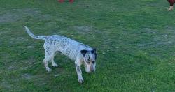 Lost Male Dog last seen E cesar chaves & chestnut ave, Fresno, CA 93702
