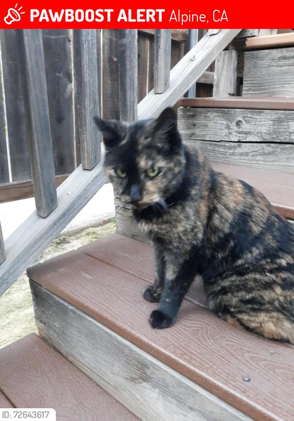 Lost Female Cat last seen Alpine blvd. Lost by janets Montana cafe, Alpine, CA 91901