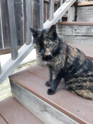 Lost Female Cat last seen Alpine blvd. Lost by janets Montana cafe, Alpine, CA 91901