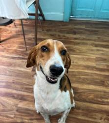 Lost Male Dog last seen Near county rd 209s , Green Cove Springs, FL 32043