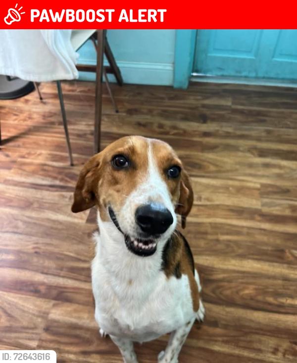 Lost Male Dog last seen Near county rd 209s , Green Cove Springs, FL 32043