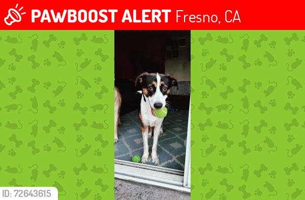 Lost Female Dog last seen TROLLEY PARK, Fresno, CA 93727
