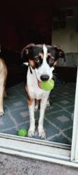 Lost Female Dog last seen TROLLEY PARK, Fresno, CA 93727