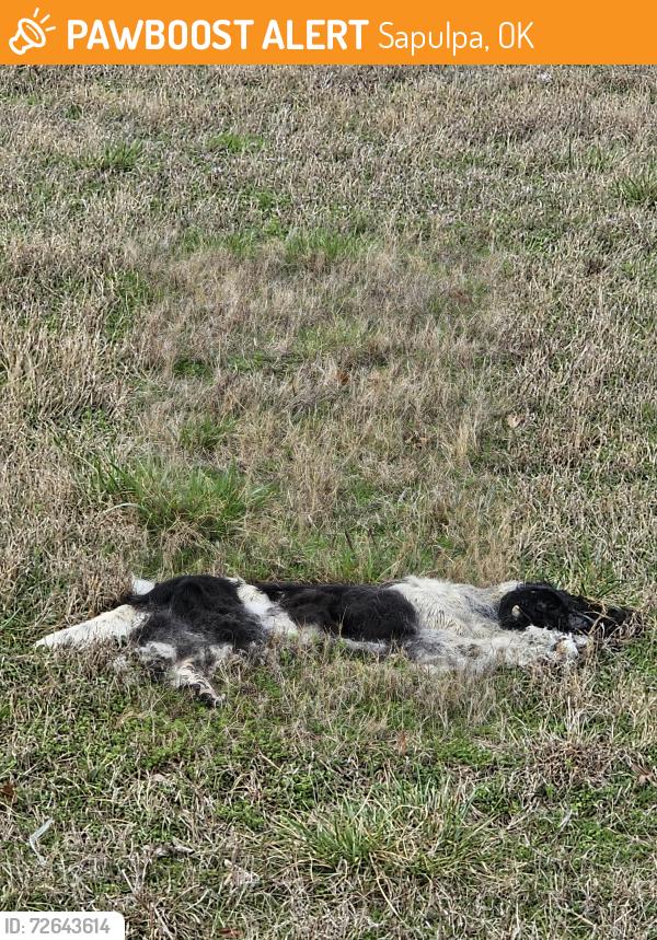 Found/Stray Unknown Dog last seen S 113TH W. AVE AND west 54th St S, Sapulpa, OK 74066