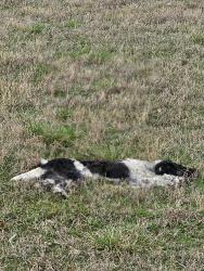 Found/Stray Unknown Dog last seen S 113TH W. AVE AND west 54th St S, Sapulpa, OK 74066