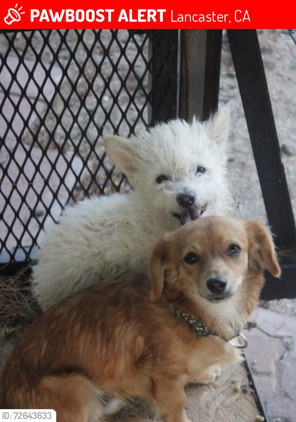 Lost Male Dog last seen Neighborhood , Lancaster, CA 93534