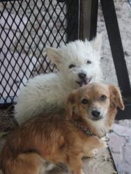 Lost Male Dog last seen Neighborhood , Lancaster, CA 93534