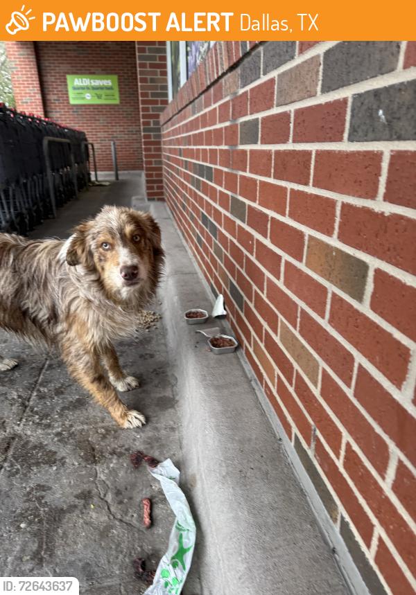 Found/Stray Unknown Dog last seen Aldi on Buckner Blvd, Dallas, TX 75227