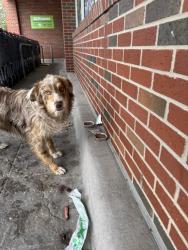 Found/Stray Unknown Dog last seen Aldi on Buckner Blvd, Dallas, TX 75227