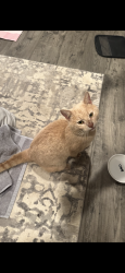 Found/Stray Male Cat last seen culver’s in indian land , Indian Land, SC 29707