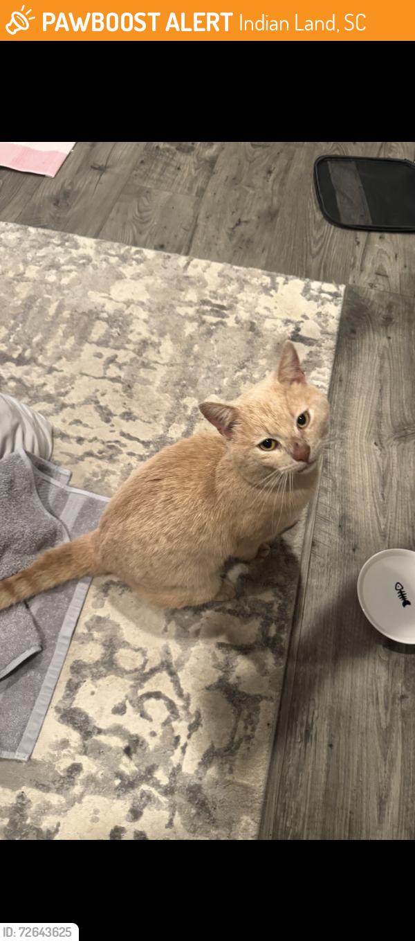 Found/Stray Male Cat last seen culver’s in indian land , Indian Land, SC 29707