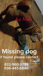 Lost Male Dog last seen Old houston , Montgomery County, TX 77302