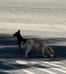 Found/Stray Unknown Dog last seen Garvey and monte verde, West Covina, CA 91791