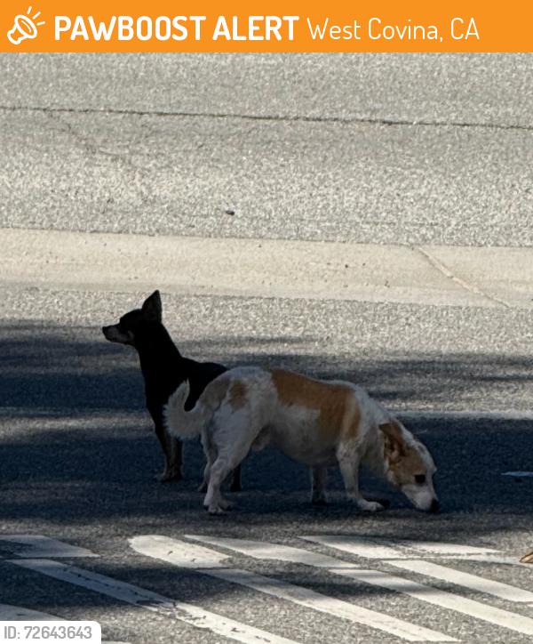Found/Stray Unknown Dog last seen Garvey and monte verde, West Covina, CA 91791