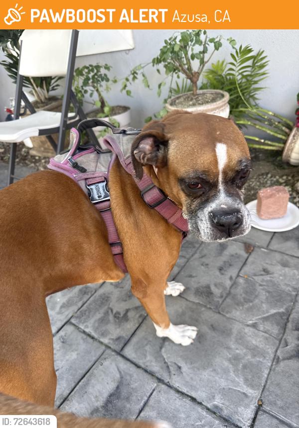 Found/Stray Male Dog last seen Near highschool, Azusa, CA 91702