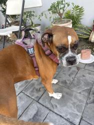 Found/Stray Male Dog last seen Near highschool, Azusa, CA 91702