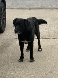 Found/Stray Male Dog last seen Bishop & 13th, Rogers, AR 72756