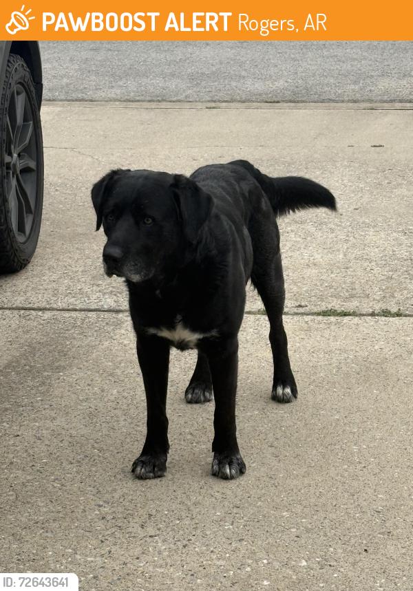 Found/Stray Male Dog last seen Bishop & 13th, Rogers, AR 72756