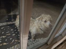 Found/Stray Unknown Dog last seen Georgetown s , Houston, TX 77079