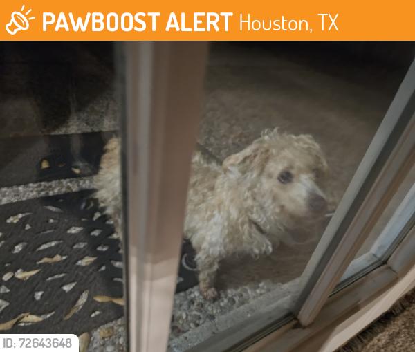 Found/Stray Unknown Dog last seen Georgetown s , Houston, TX 77079