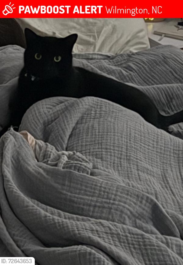 Lost Male Cat last seen Lexington drive and charter drive. Down the road from Nash drive, Wilmington, NC 28403