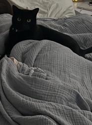 Lost Male Cat last seen Lexington drive and charter drive. Down the road from Nash drive, Wilmington, NC 28403