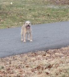 Found/Stray Unknown Dog last seen Minart dr. And edith ave., Winston-Salem, NC 27106