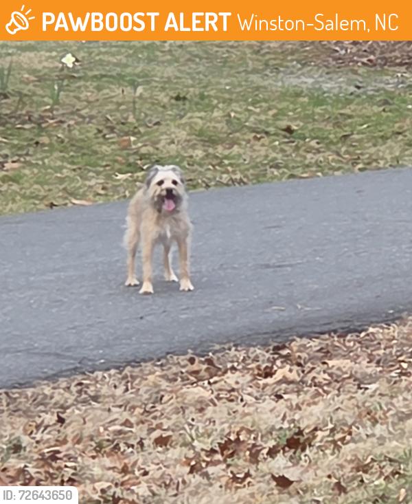 Found/Stray Unknown Dog last seen Minart dr. And edith ave., Winston-Salem, NC 27106