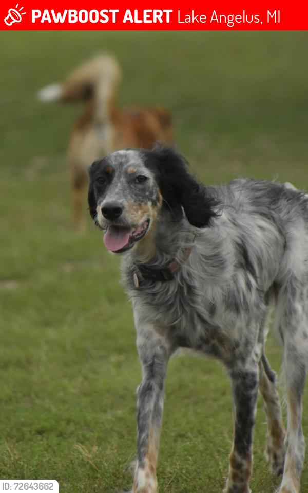 Lost Male Dog last seen Lake Angelus ln and lake Angelus rd, Lake Angelus, MI 48326