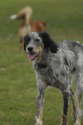 Lost Male Dog last seen Lake Angelus ln and lake Angelus rd, Lake Angelus, MI 48326