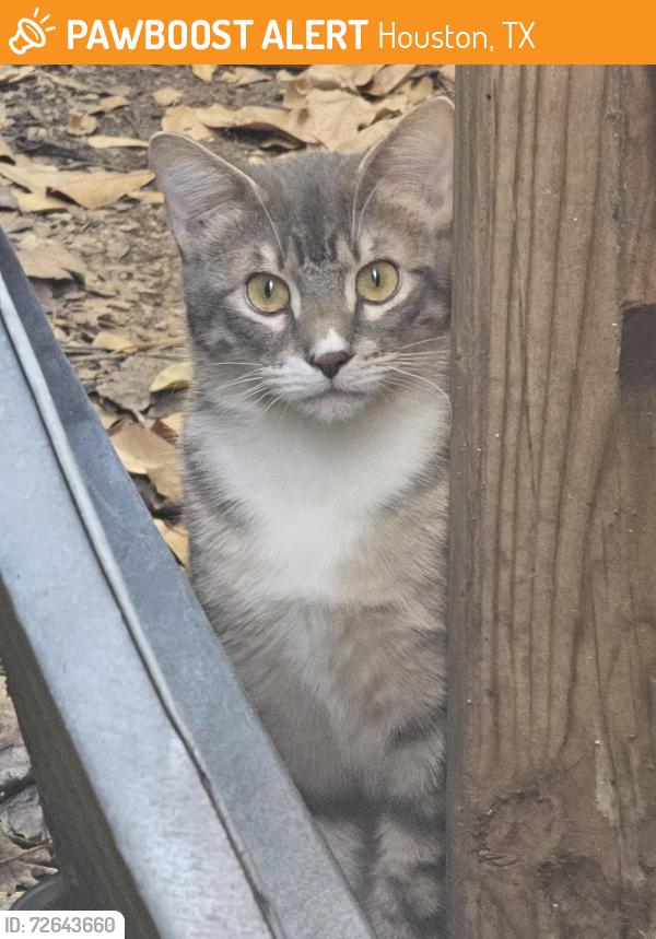 Found/Stray Unknown Cat last seen Georgetown s , Houston, TX 77079