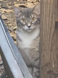 Found/Stray Unknown Cat last seen Georgetown s , Houston, TX 77079