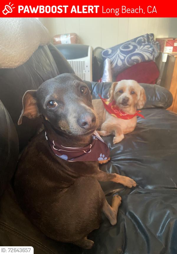 Lost Male Dog last seen Santa Fe and Wardlow, Long Beach, CA 90810