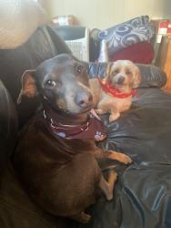 Lost Male Dog last seen Santa Fe and Wardlow, Long Beach, CA 90810