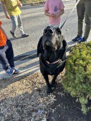 Found/Stray Unknown Dog last seen 79th and Noland Rd.  Lenexa , Lenexa, KS 66215
