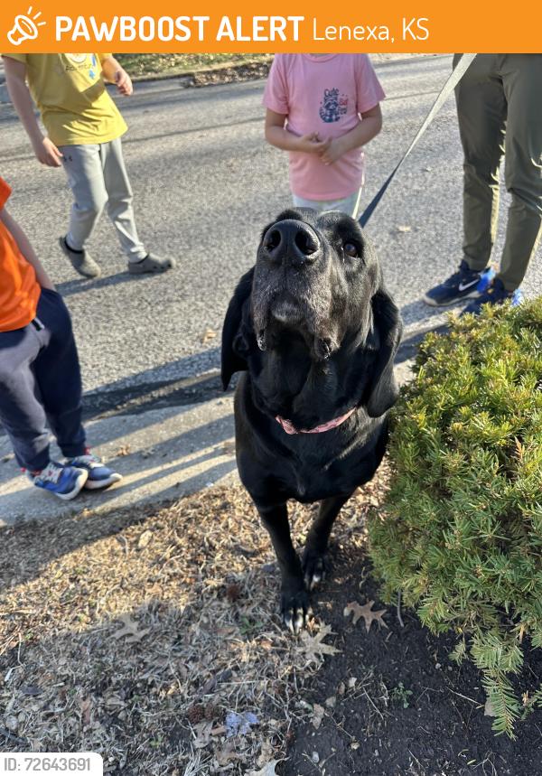 Found/Stray Unknown Dog last seen 79th and Noland Rd.  Lenexa , Lenexa, KS 66215