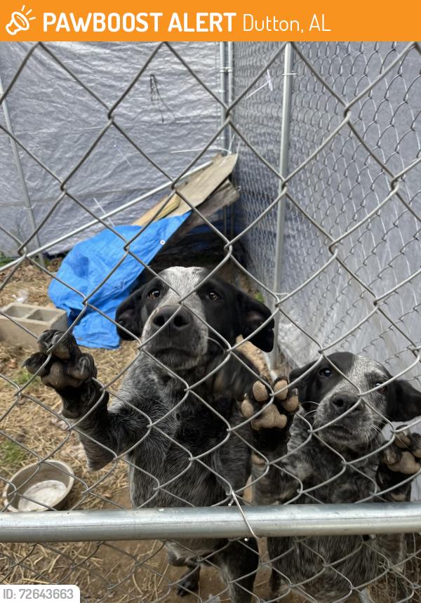 Found/Stray Male Dog last seen County Road 16 & County Road 385, Dutton, AL 35744