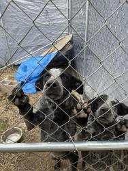 Found/Stray Male Dog last seen County Road 16 & County Road 385, Dutton, AL 35744