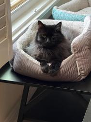 Lost Female Cat last seen Caraway, Santa Clarita, CA 91350