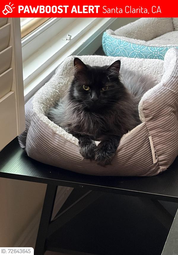 Lost Female Cat last seen Caraway, Santa Clarita, CA 91350