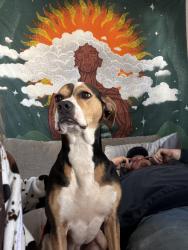 Found/Stray Female Dog last seen Meridian, Wichita, KS 67202