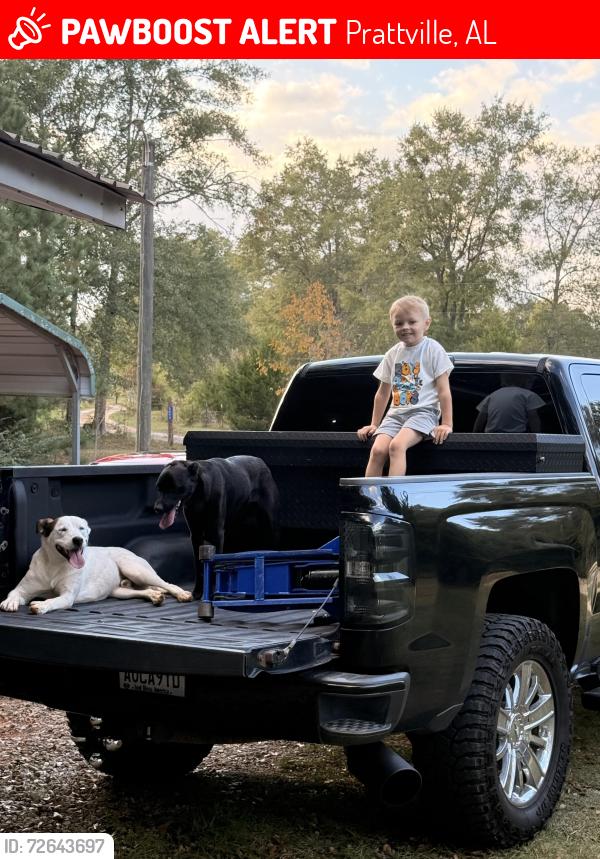 Lost Female Dog last seen Near near the piggly wiggly we live in aspen ridge , Prattville, AL 36067