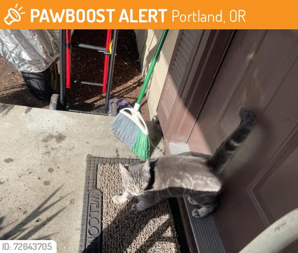 Found/Stray Male Cat last seen 157th, Portland, OR 97233
