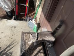 Found/Stray Male Cat last seen 157th, Portland, OR 97233