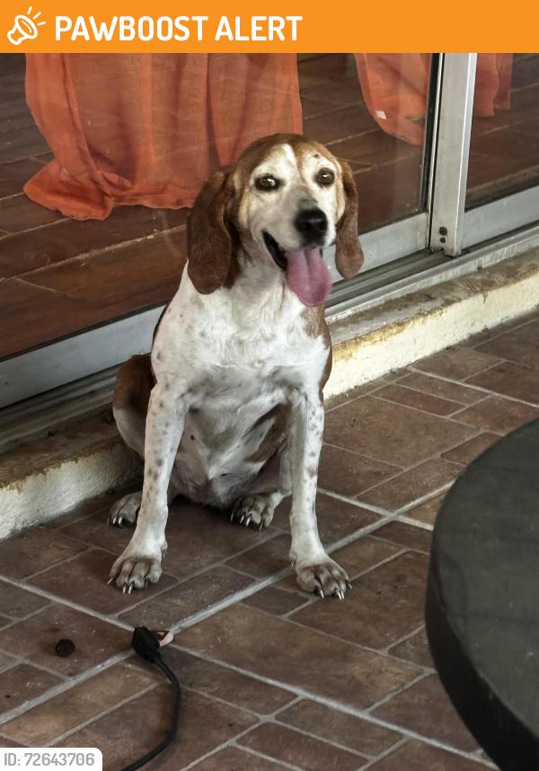 Found/Stray Female Dog last seen Unknown, Hillsborough County, FL 33550