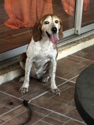 Found/Stray Female Dog last seen Unknown, Hillsborough County, FL 33550