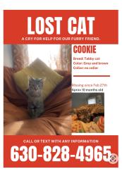 Lost Female Cat last seen Commonwealth/Garfield Ave Aurora IL, Aurora, IL 60506